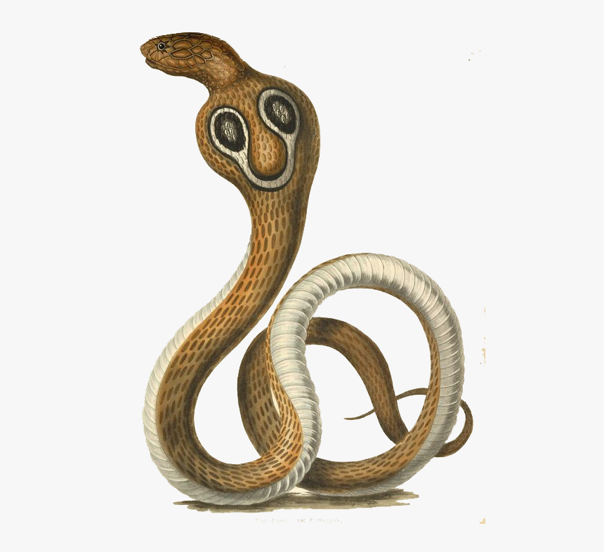 Cobra De Capello Snake, HD Png Download, Free Download