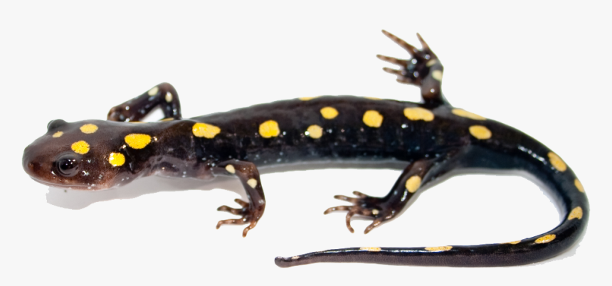 Download Salamander Png Image - Spotted Salamander Anatomy, Transparent Png, Free Download