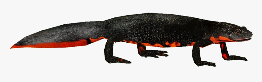 Firebelliednewt - Fire Belly Newt Png, Transparent Png, Free Download