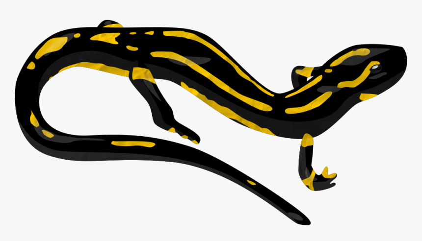 Newt Clipart Transparent - Salamander Clipart Transparent Background, HD Png Download, Free Download