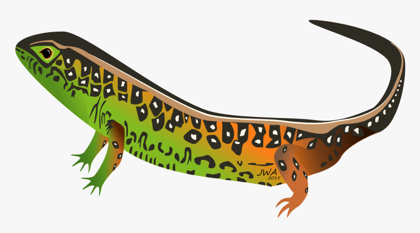 Lizard, HD Png Download, Free Download