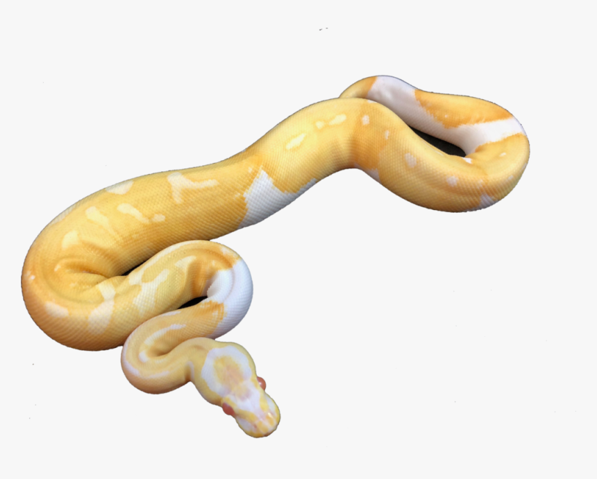 Unnamed - Burmese Python, HD Png Download, Free Download