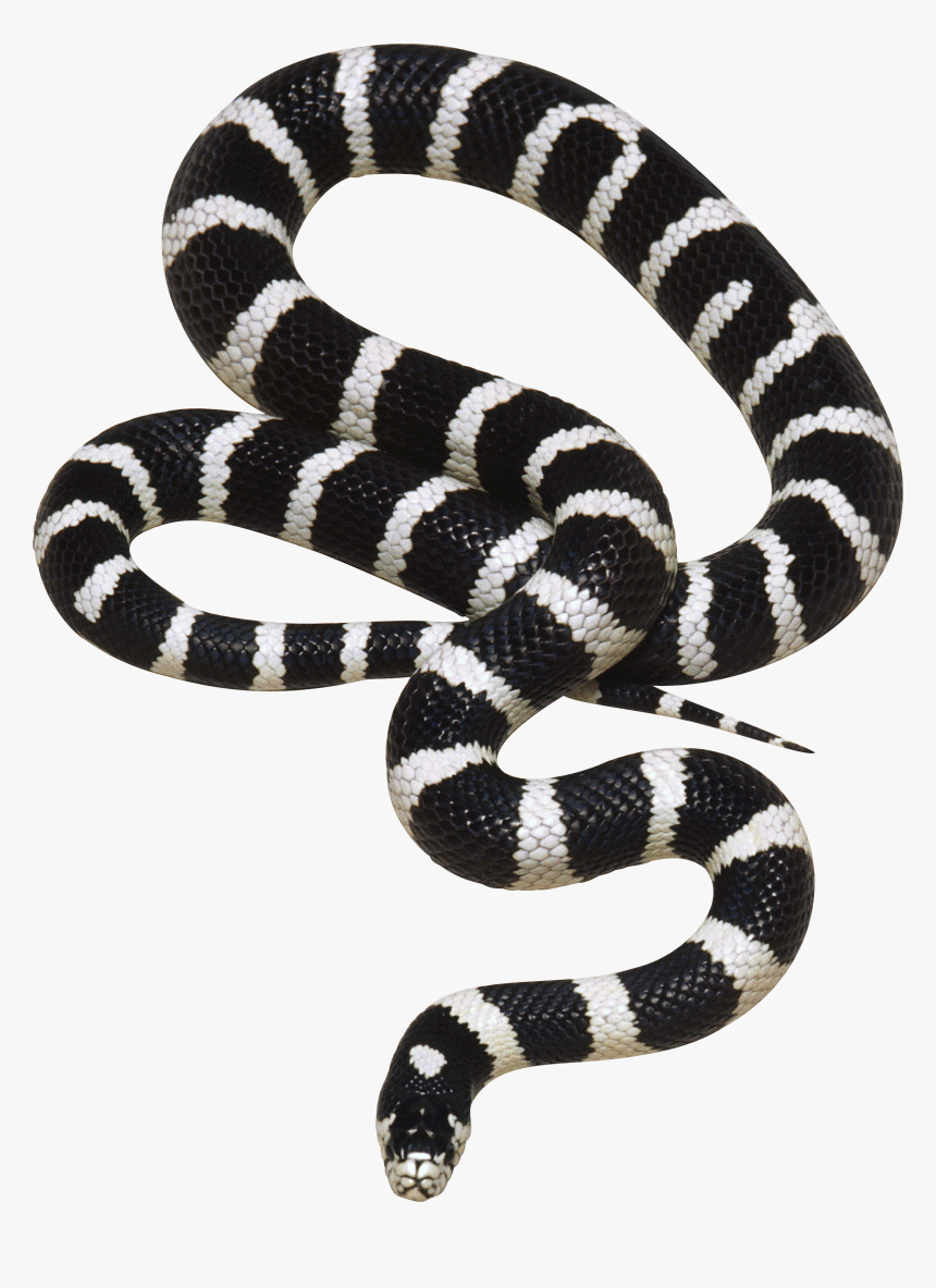 Real Black And White Snake, HD Png Download, Free Download