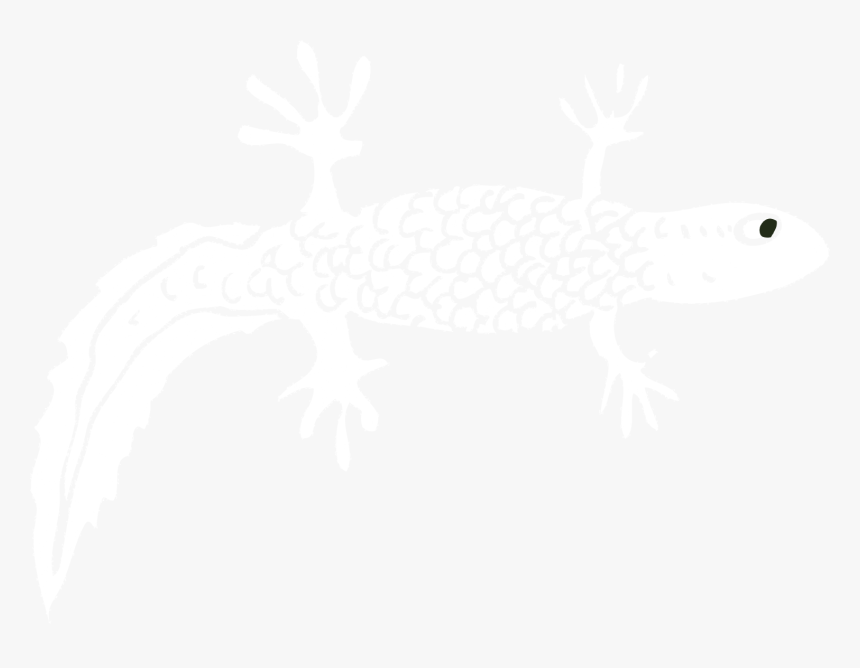 House Gecko, HD Png Download, Free Download