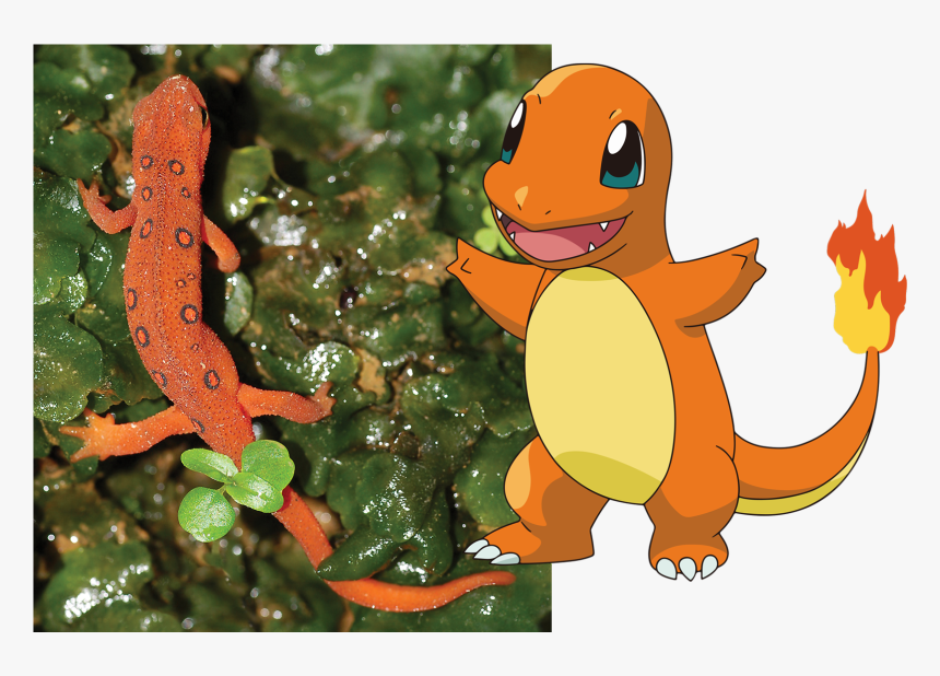 Transparent Salamander Clipart - Pokemon Charmander, HD Png Download, Free Download