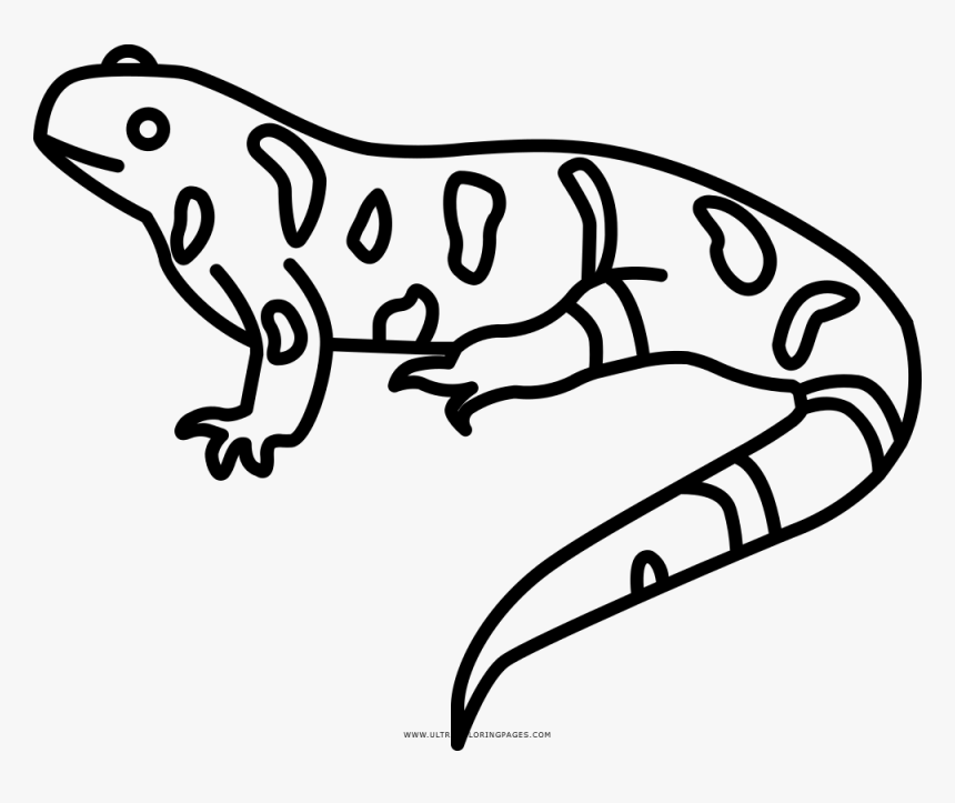 Imagen De Una Salamandra Para Dibujar - Imagenes De Salamandra Para Dibujar, HD Png Download, Free Download