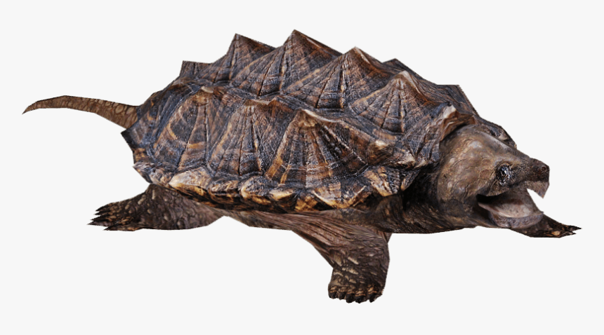 Snapping Turtle - Snapping Turtle Transparent Background, HD Png Download, Free Download