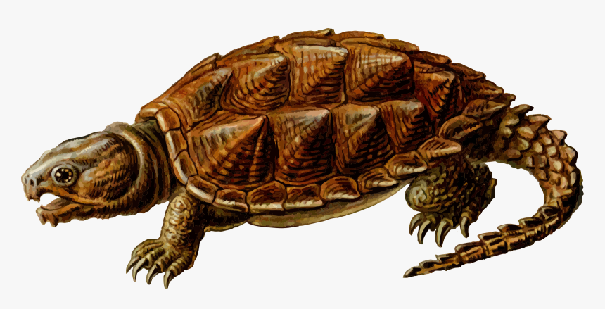 Prehistoric Turtle Clipart - Snapping Turtle Png, Transparent Png, Free Download