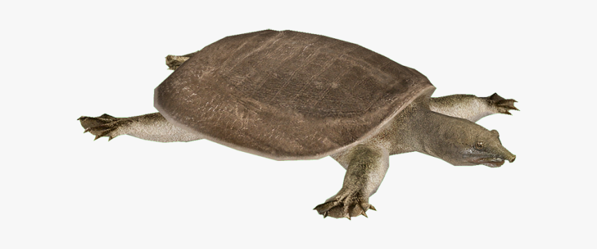 Snapping Turtle Png Transparent Images - Yangtze Softshell Turtle Png, Png Download, Free Download