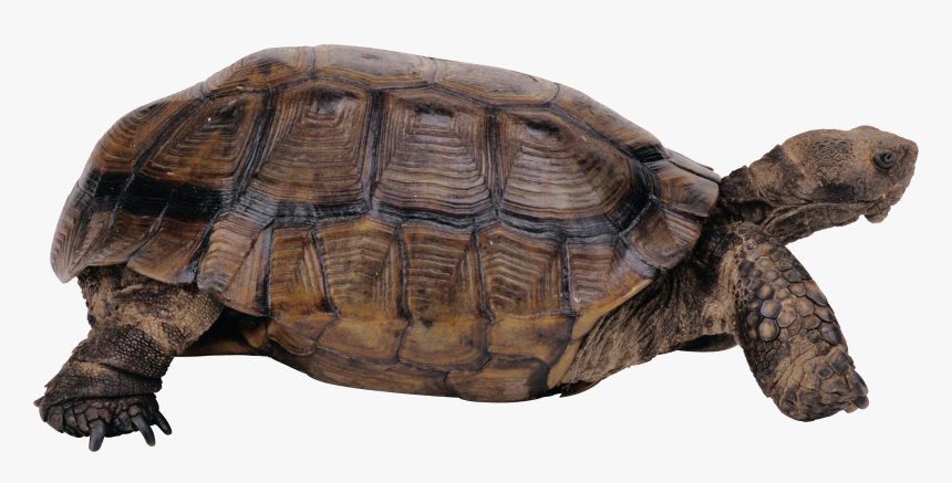 Freshwater Turtle Png - Desert Tortoise No Background, Transparent Png, Free Download