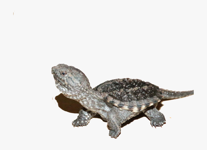 Transparent Turtles Png - Turtle, Png Download, Free Download