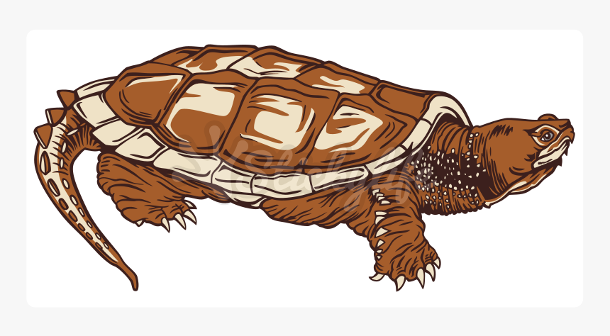Common Snapping Turtle Static Cling - Desert Tortoise, HD Png Download, Free Download