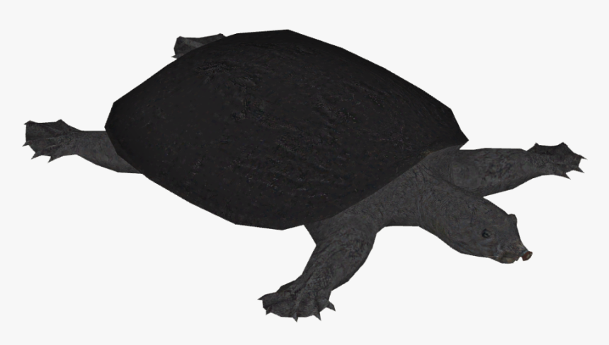 Transparent Turtle Silhouette Png - Silhouette Soft Shell Turtle, Png Download, Free Download