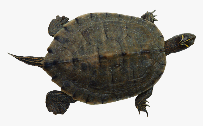 Turtle Png - 乌龟 - Pet Turtle Png, Transparent Png, Free Download