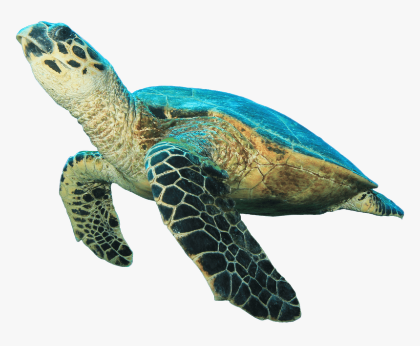 Turtle Looking Up - Green Sea Turtle White Background, HD Png Download, Free Download