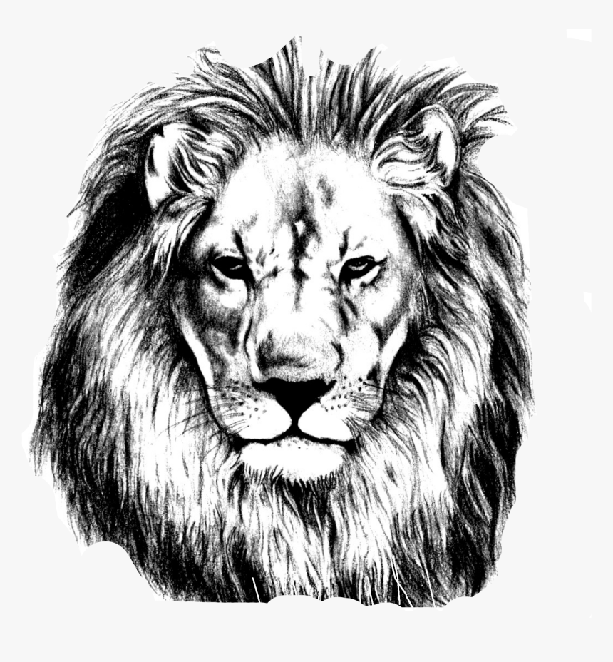 Sketch Lions Head Transprent Png - Realistic Lion Face Drawing, Transparent Png, Free Download