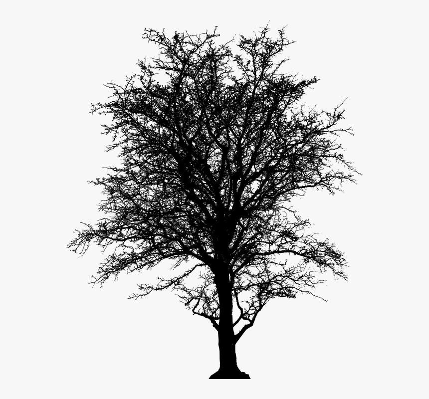 Leafless, Tree, Barren, Plant, Silhouette, Ecology - Barren Tree Png, Transparent Png, Free Download