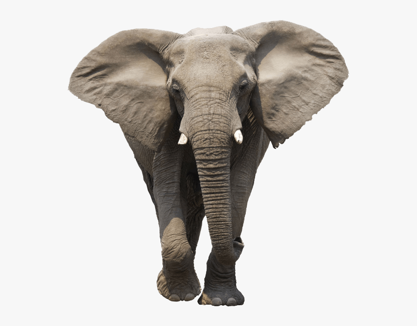 Elephant Face - Elephant Png, Transparent Png, Free Download