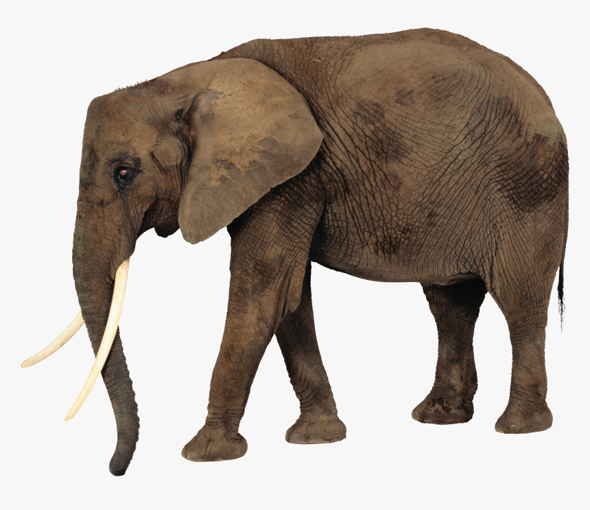 Elephant Png - Chimpanzee And Elephant, Transparent Png, Free Download