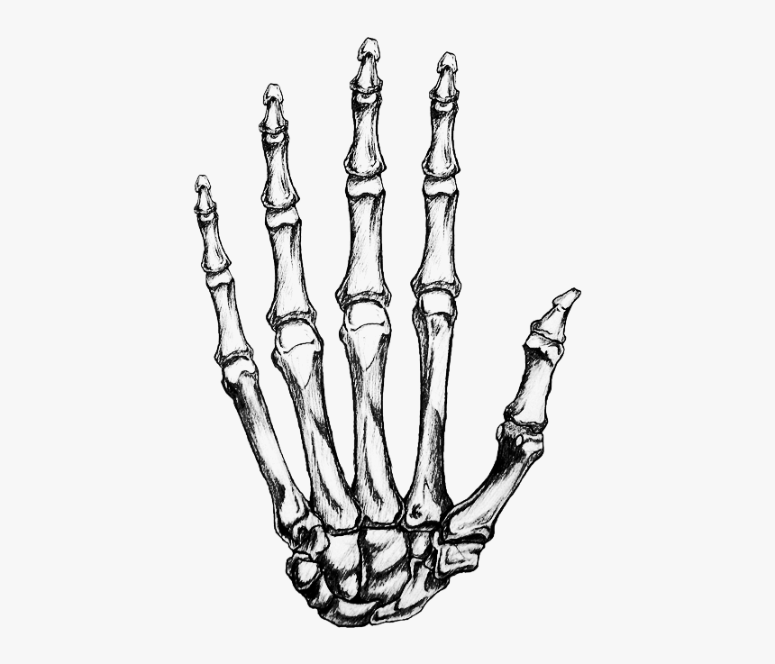 Bone Hand Png - Transparent Skeleton Hand Png, Png Download, Free Download