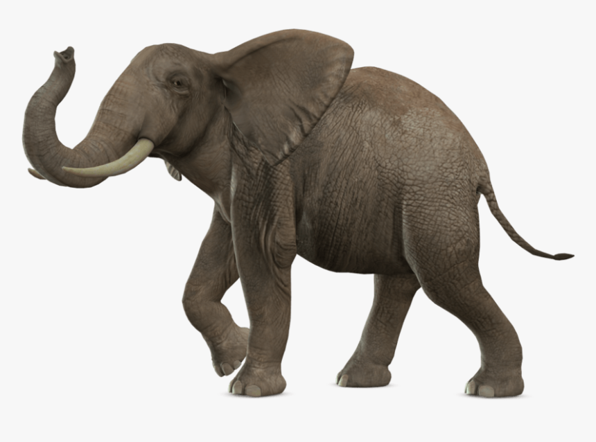 Elephant Walking - Elephant Png, Transparent Png, Free Download