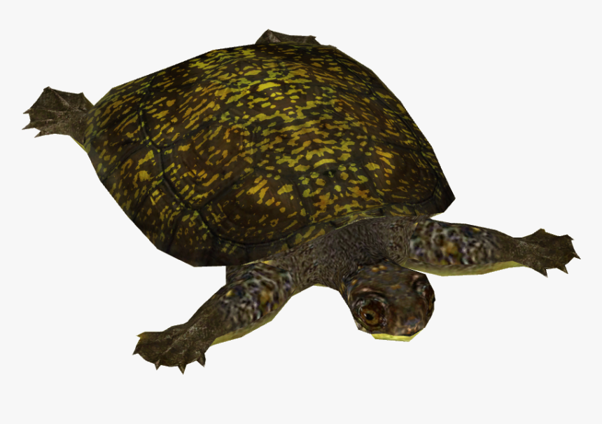 S Turtle - Blandings Turtle Png, Transparent Png, Free Download