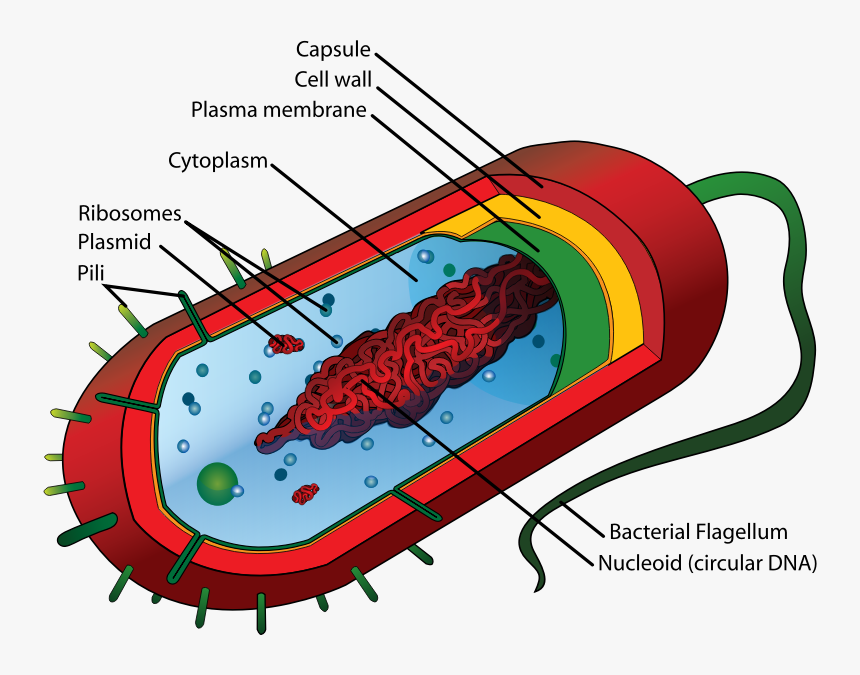 Plasmid In Bacterial Cell, HD Png Download, Free Download