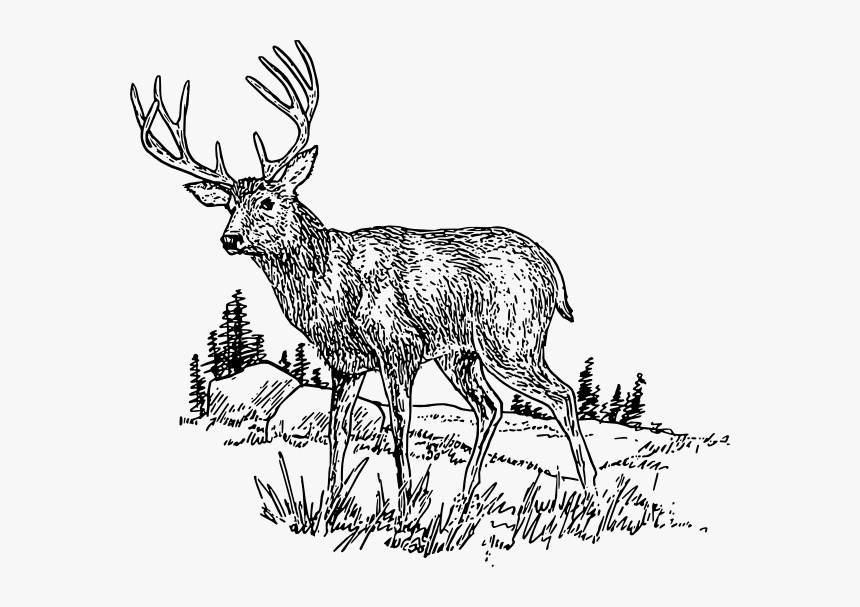 Deer Svg Clip Arts - White Tailed Deer Clipart Black And White, HD Png Download, Free Download
