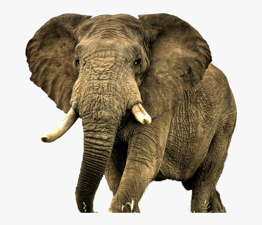 Elephant Png Free Download - Png Hd Elephant Hd, Transparent Png, Free Download