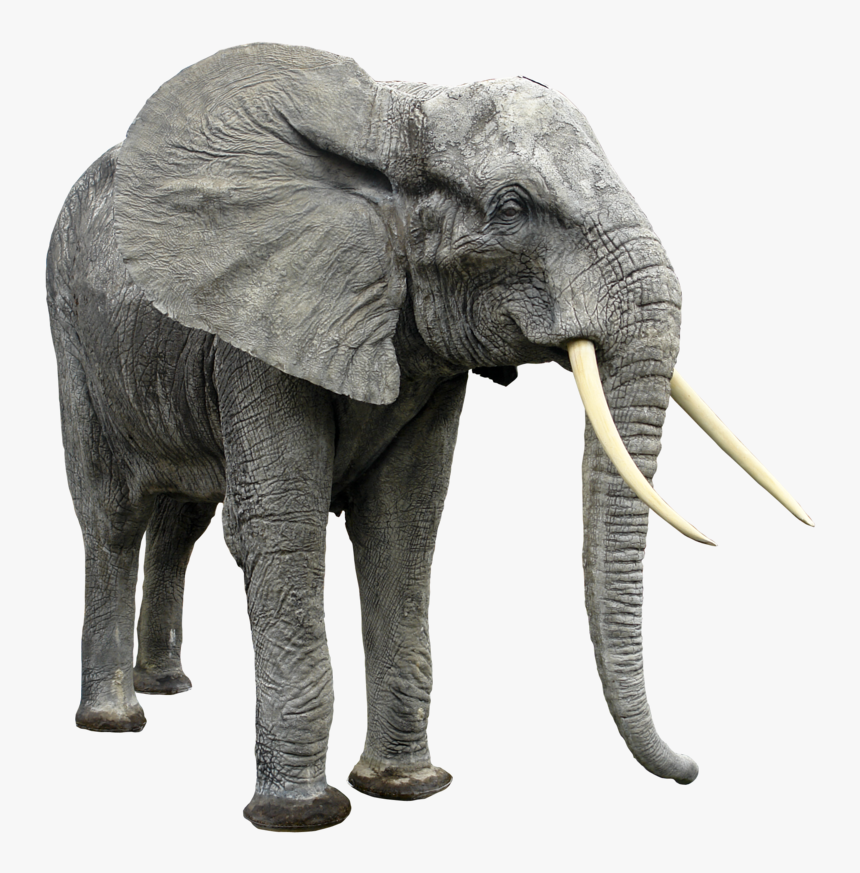 Best Free Elephants High Quality Png - Elephant Png, Transparent Png, Free Download