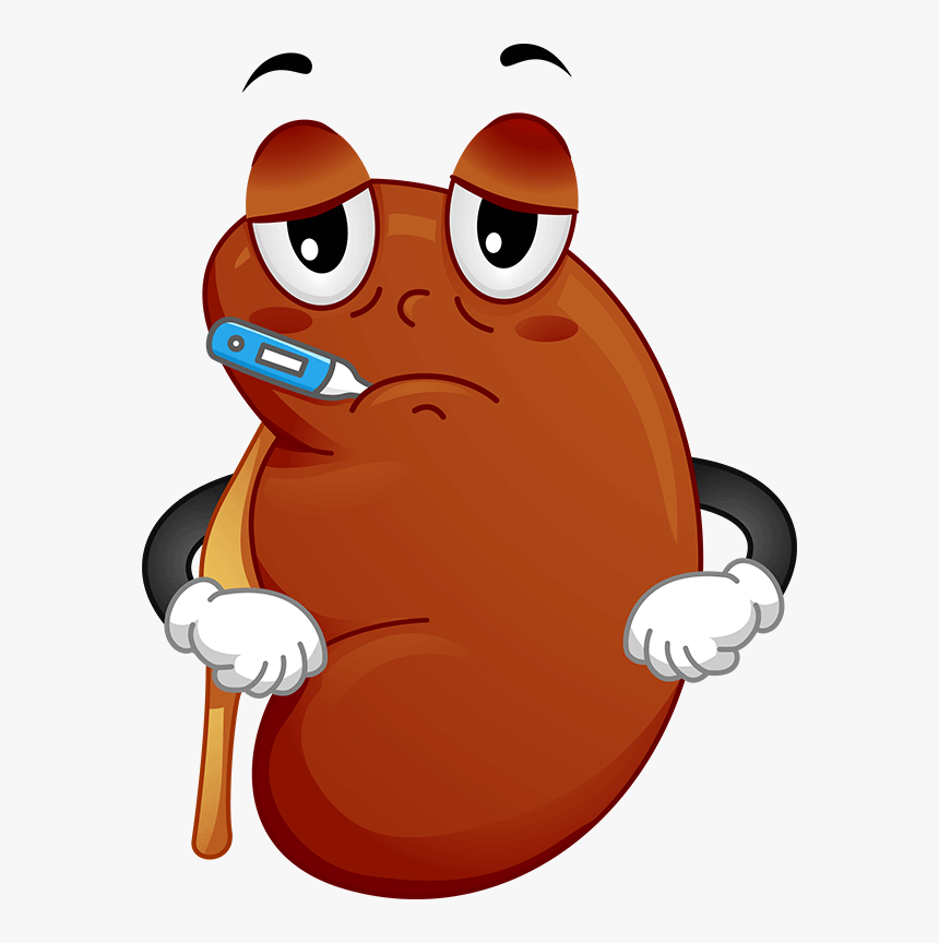 Treatment For Kidney Disease The Correct Understanding - Chronic Kidney Disease Cartoon, HD Png Download, Free Download