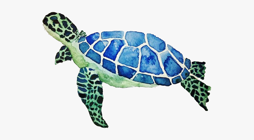 Turtle - Free Sea Turtles Coloring Pages, HD Png Download, Free Download