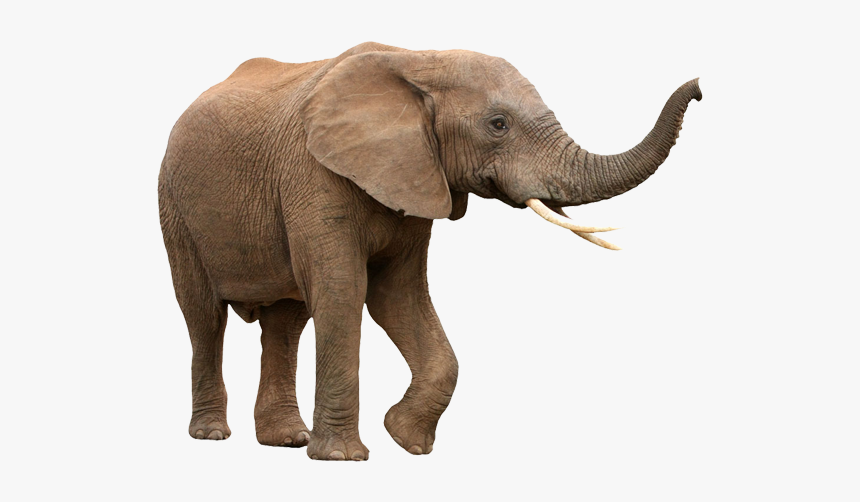 Walking Elephant Png Image - African Elephant White Background, Transparent Png, Free Download