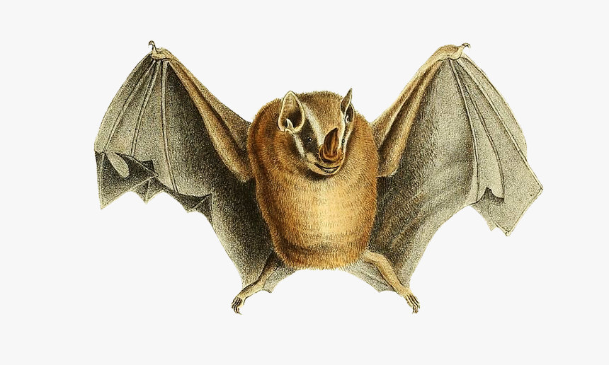 Phyllostoma Natt - Drawing - Vampire Bat, HD Png Download, Free Download
