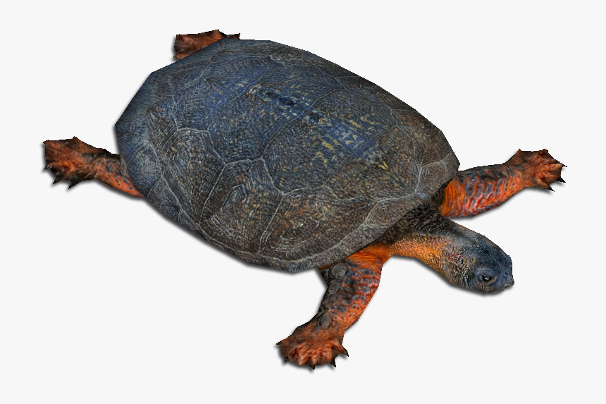 Painted Turtle, HD Png Download, Free Download