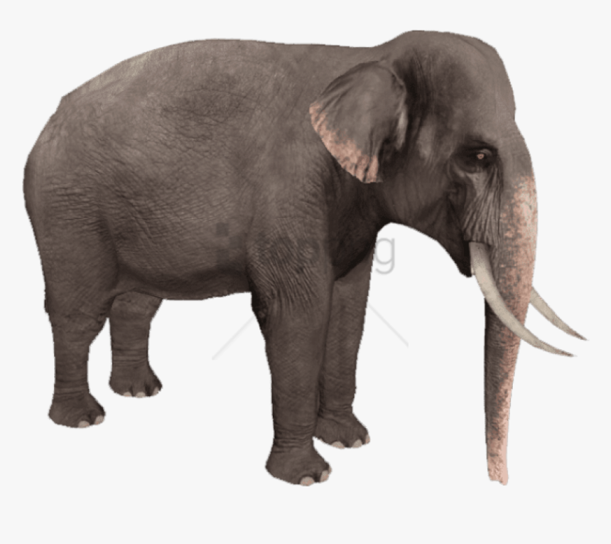 African-elephant - Asian Elephant Transparent Background, HD Png Download, Free Download