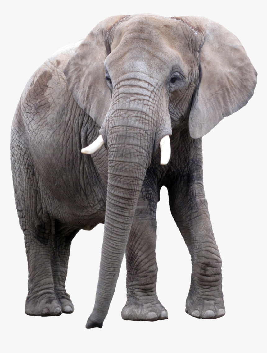 Go To Image - Asian Elephant Transparent Background, HD Png Download, Free Download