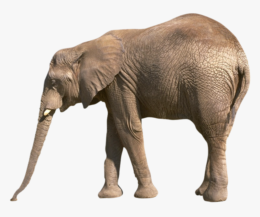 Elephant Png - Information About Elephant In English, Transparent Png, Free Download