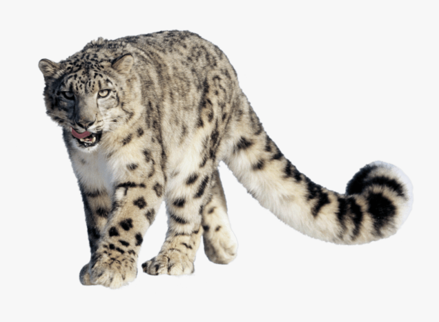 Leopard Snow - Snow Leopard Hemis National Park, HD Png Download, Free Download