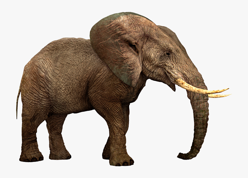 Elephants Png Free Images - Indian Elephant, Transparent Png, Free Download