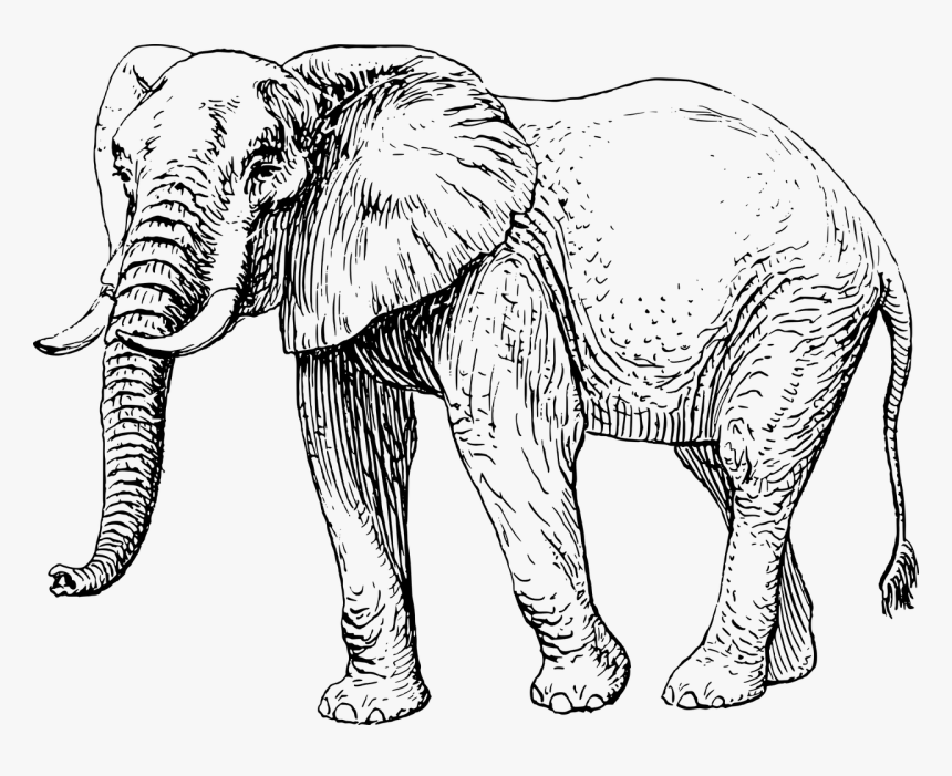African Elephant Clipart Black And White, HD Png Download, Free Download