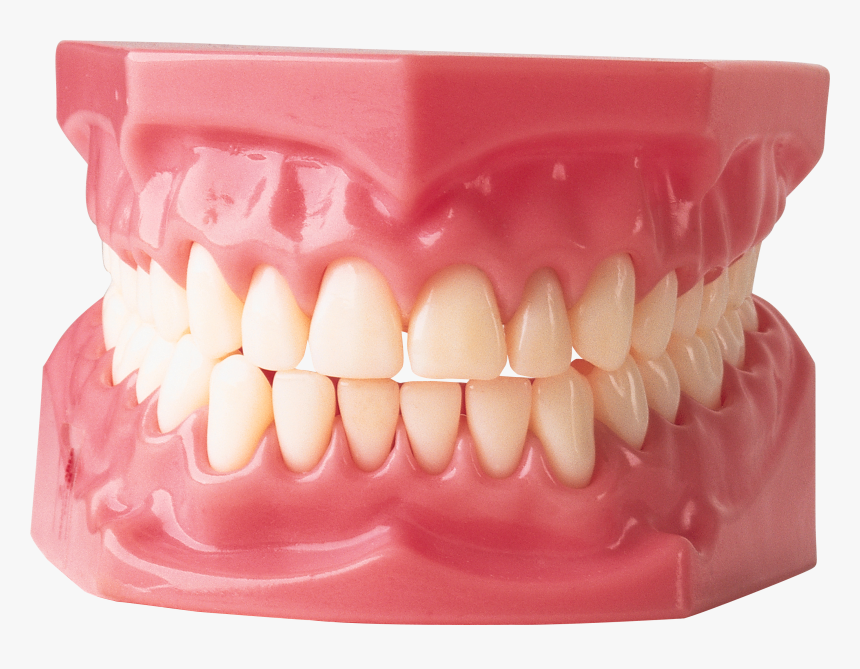 Many Teeth Do Adults Have, HD Png Download, Free Download