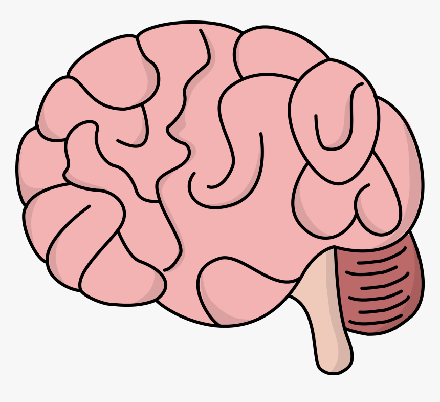 Human Brain Free Content Clip Art - Easy Cartoon Brain Drawing, HD Png Download, Free Download