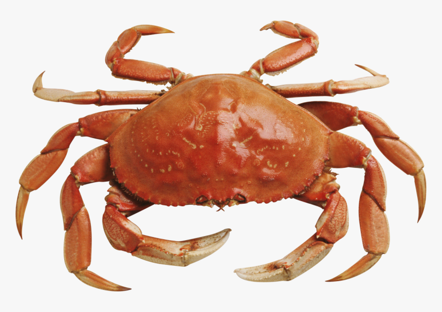 Snow Crab Without Background - Crab Png, Transparent Png, Free Download