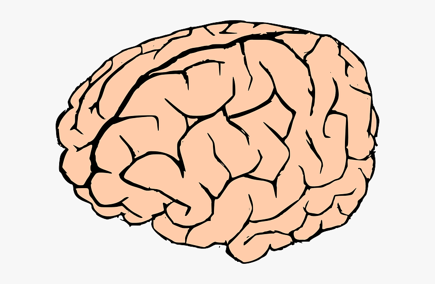 Free Human Brain Clip Art - Brain Clip Art, HD Png Download, Free Download