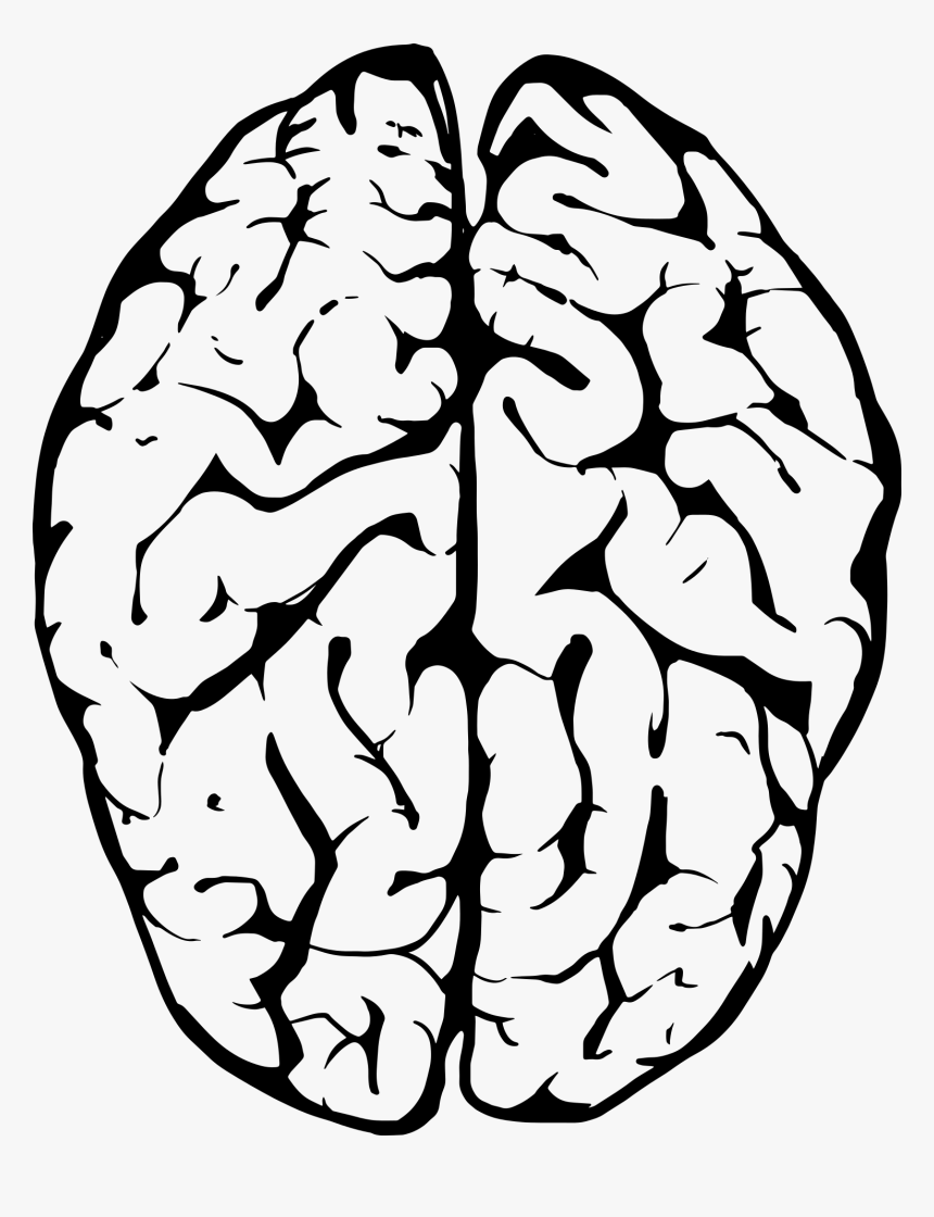 Brain Line Art Illustration - Brains Black And White, HD Png Download, Free Download