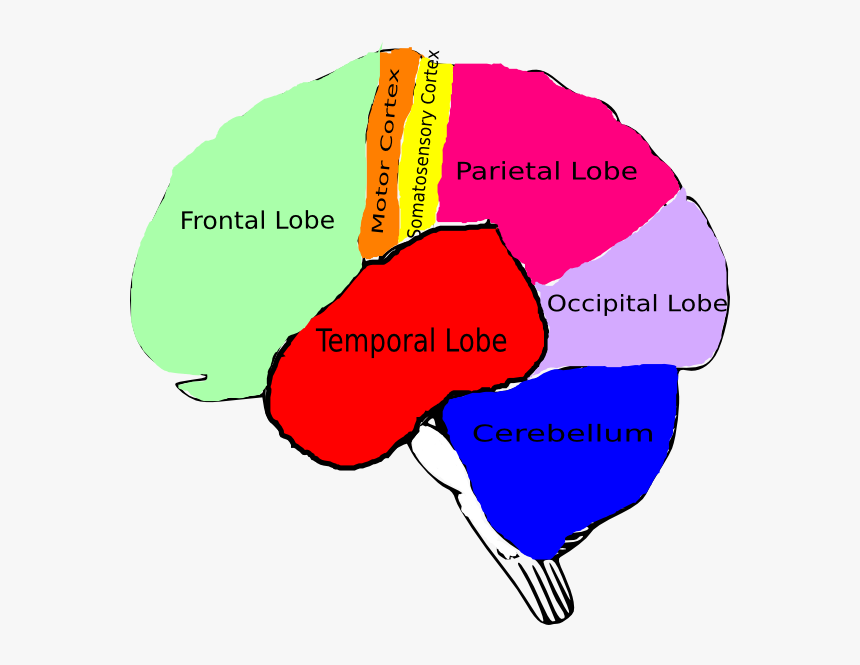 Brain Clipart With Labels, HD Png Download, Free Download