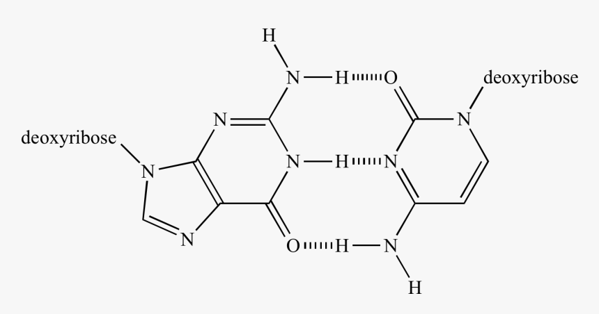 "
 Src="hydrogen Bond04 - Base Pair Chemistry, HD Png Download, Free Download