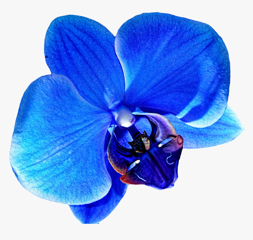 Transparent Background Blue Orchids Png, Png Download, Free Download