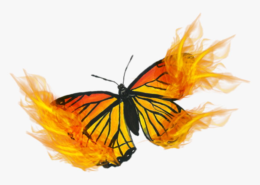 Transparent Butterflies On Fire, HD Png Download, Free Download